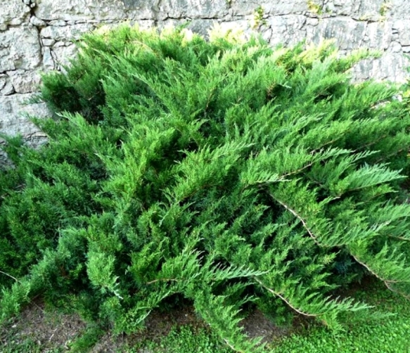Можжевельник козацкий ‘Tamariscifolia’
