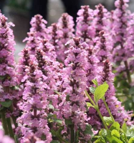 Горлянка повзуча ‘Purple Torch’