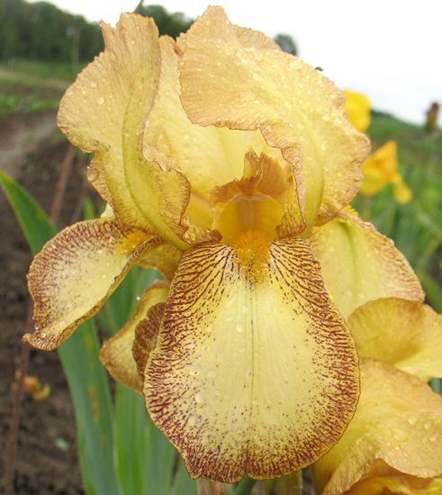 Ирис германский ‘Wild Ginger’