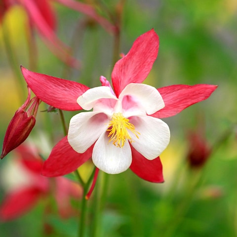 Орлики ‘Royal Rose’