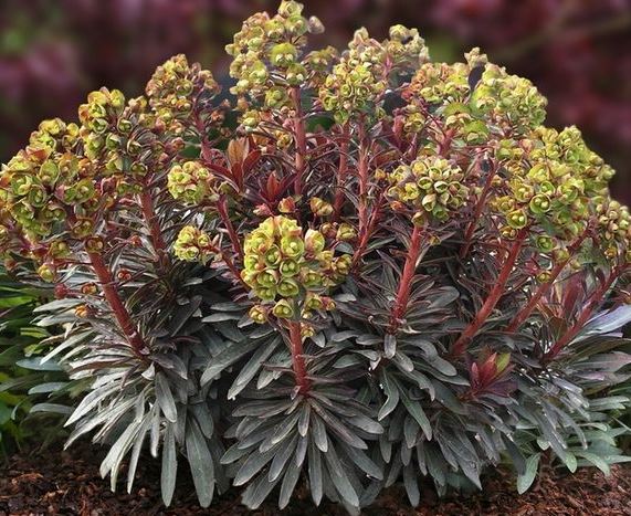 Молочай мигдалеподібний ‘Purpurea’