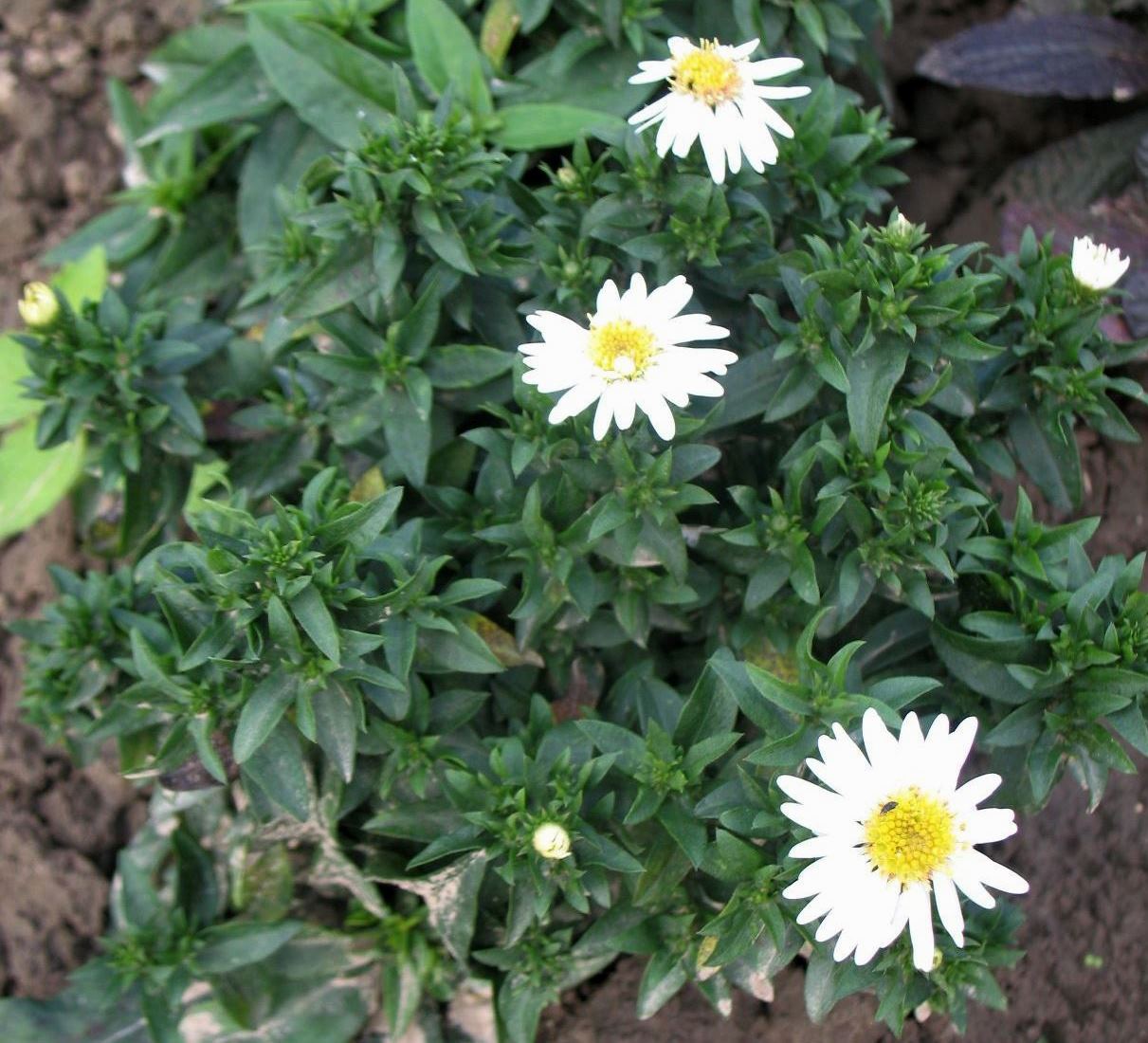 Айстра кущова ‘Nana Alba’