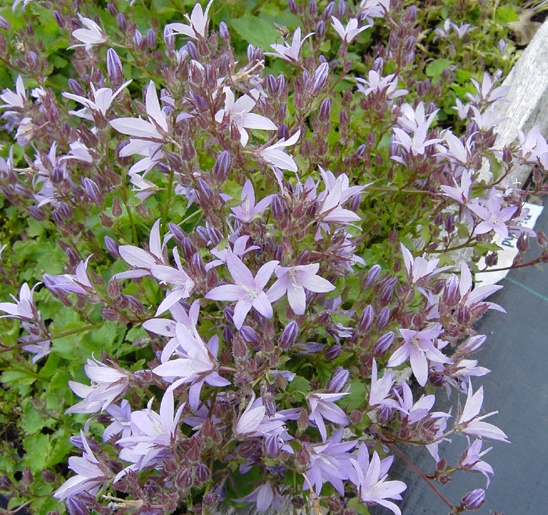 Колокольчик Пожарского ‘Lisduggan Variety’