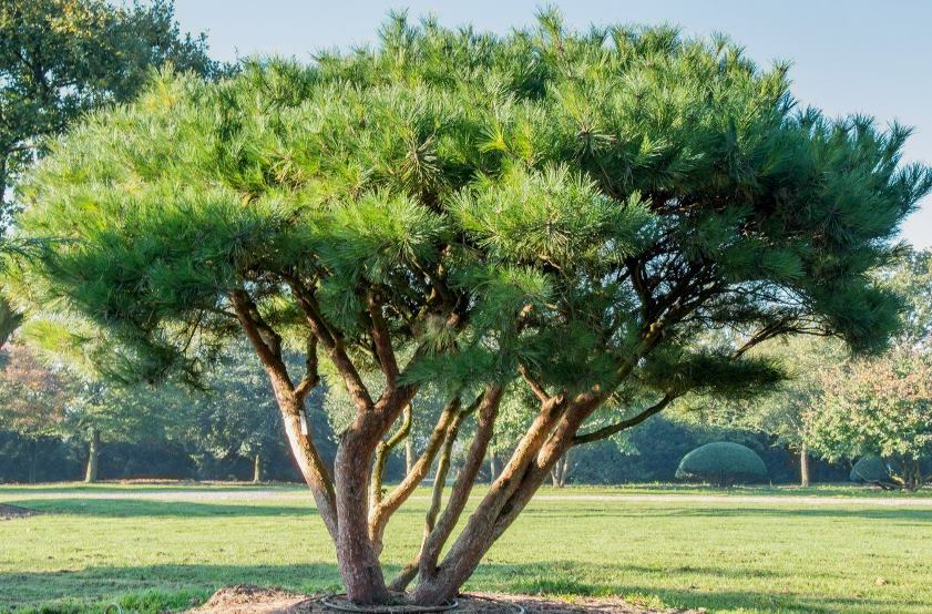Сосна густоцвітна ‘Umbraculifera’, насіння