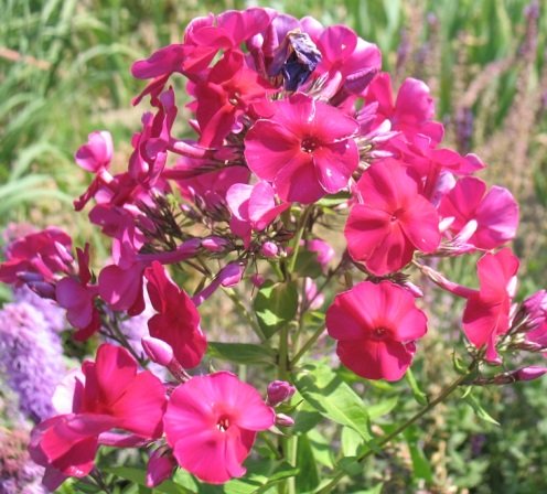 Флокс волотистий ‘Adessa Special Bright Red’ 3/60