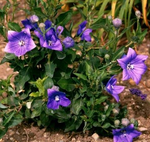 Платикодон крупноцветковый ‘Apoyama Misato Purple’, семена