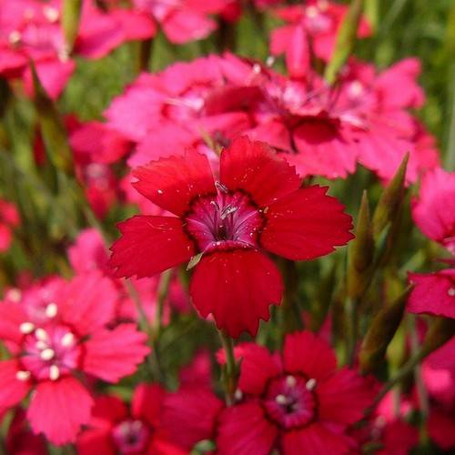 Гвоздика травянка ‘Confetti Deep Red’