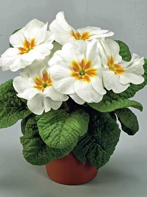 Первоцвіт ‘Elba White Orange Eye F1’