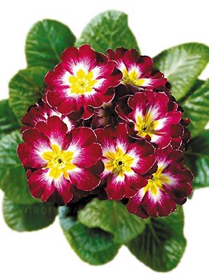Первоцвет ‘Petito Lila Flamme’