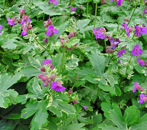 Герань великокореневищна ‘Variegata’