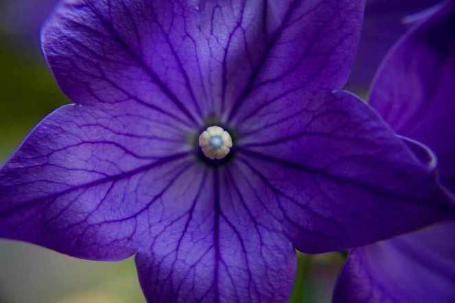 Платикодон великоквітковий ‘Apoyama Misato Purple’, насіння