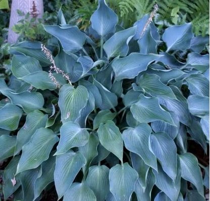 Хоста ‘Blue Cadet’