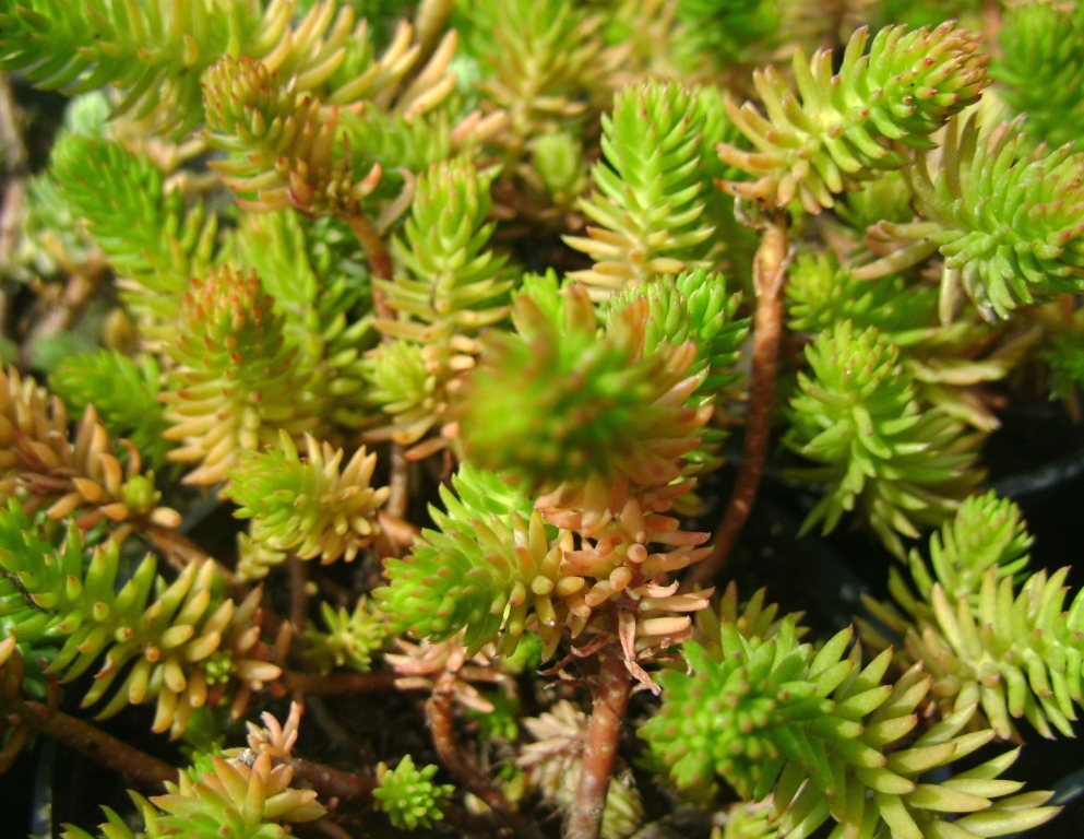 Очиток  скельний ‘Green Spruce’
