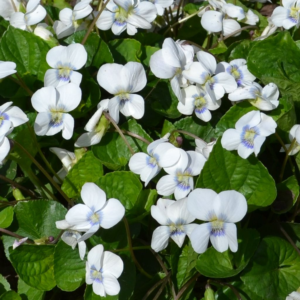 Фиалка сестринская ‘Albiflora’