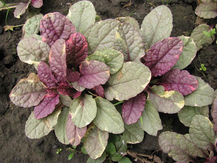 Горлянка повзуча ‘Tricolor’