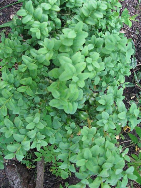 Самшит вечнозеленый ‘Macrophylla’, 4-летние растения