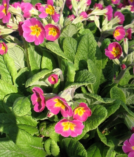 Первоцвіт багатоквітковий ‘Supernova Pink’