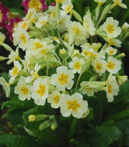 Первоцвет многоцветковый ‘Supernova White’.