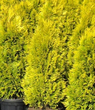 Туя західна ‘Golden Smaragd’