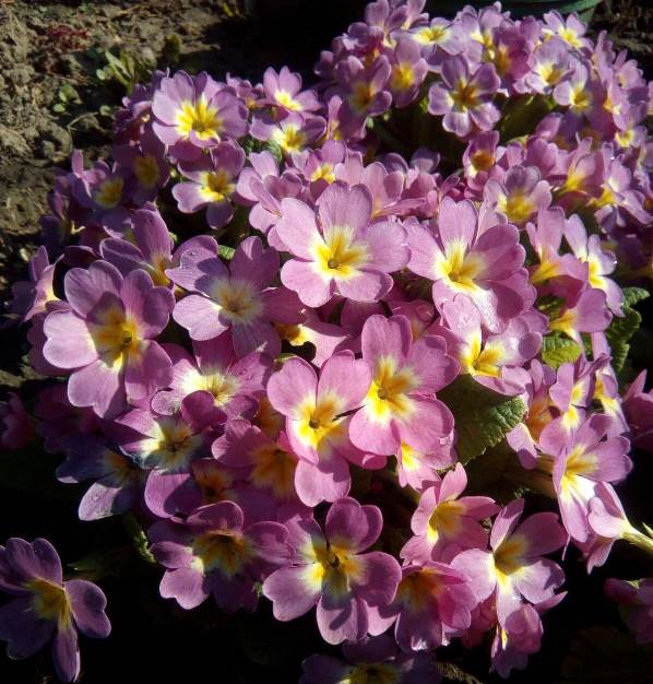 Первоцвіт Юлії ‘Rosea’