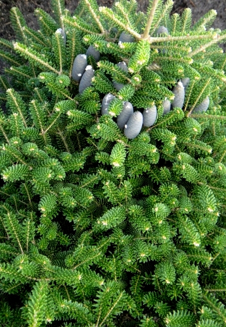 Пихта корейская, семена