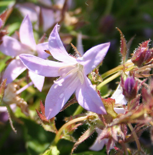 Колокольчик Пожарского ‘Lisduggan Variety’