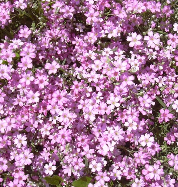 Гіпсофіла повзуча ‘Rosea’