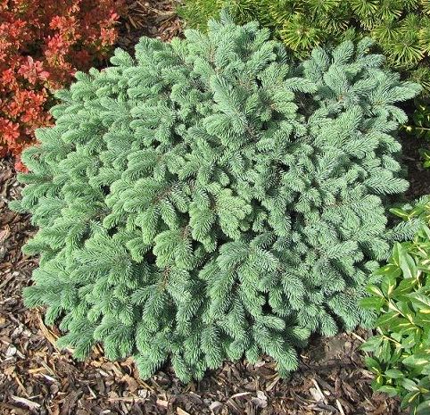 Ель обыкновенная ‘Waldbrund’