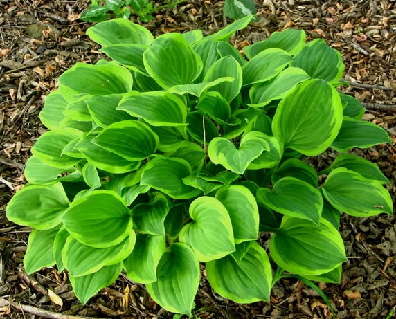 Хоста ‘Golden Tiara’