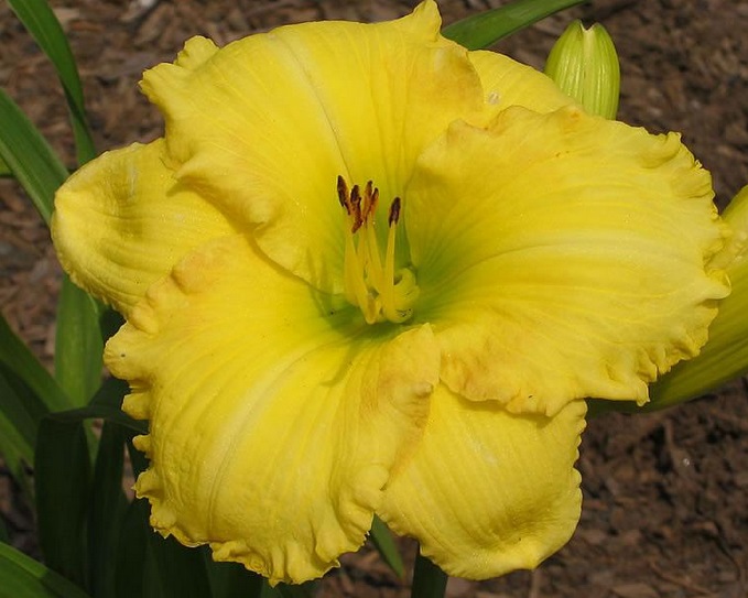 Лілійник ‘Yellow Umbrellas’