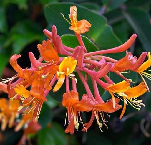 Жимолость ‘Dropmore Scarlet’