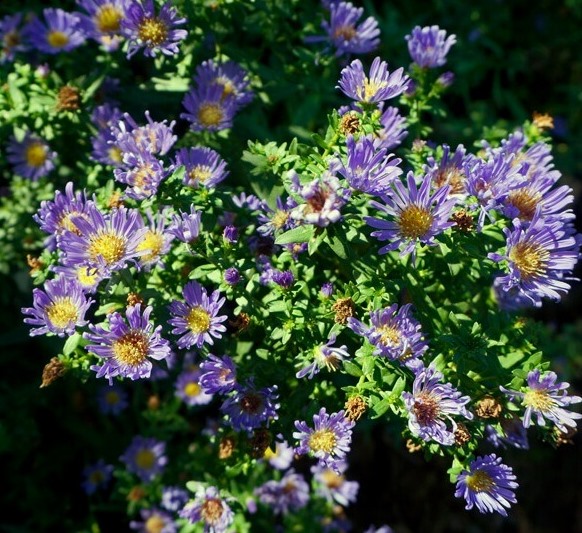 Айстра ново-бельгійська ‘Violet Carpet’