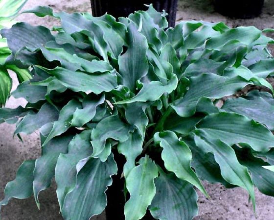 Хоста ‘Blue Cascade’