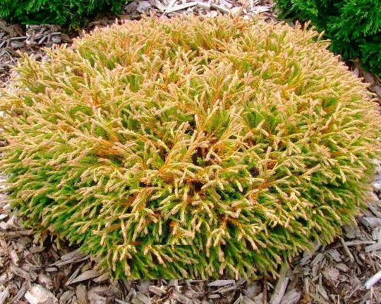 Туя західна ‘Gold Tuffet’