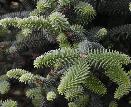 Ялиця іспанська ‘Glauca’, насіння