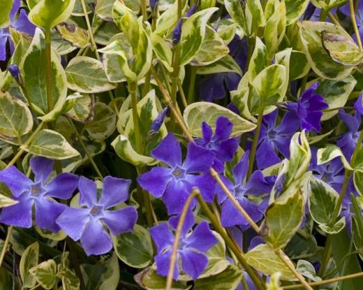 Барвинок малый ‘Variegata’