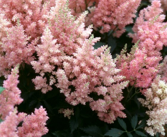 Астільба ‘Cotton Candy’