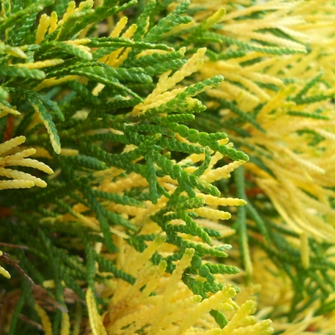 Туя західна ‘Smaragd Variegata’