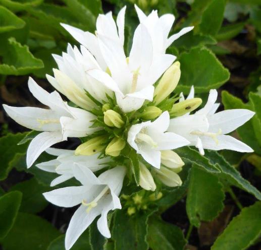 Дзвоник скупчений  ‘Genti White’