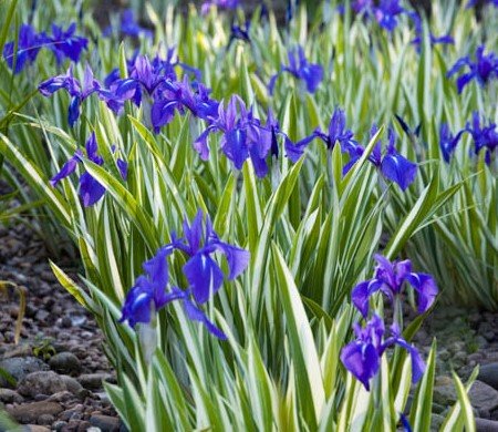 Ірис гладкий ‘Variegata’
