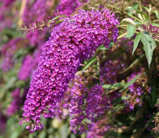 Будлея Давида ‘Nanho Purple’