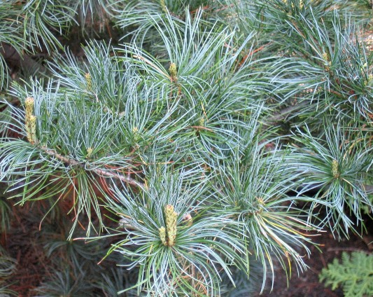 Сосна японская ‘Glauca’, семена