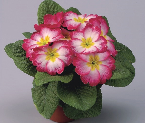 Первоцвіт ‘Unistar Elcora Rose F1’