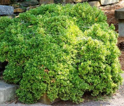 Самшит дрібнолистий ‘Kingsville Dwarf’
