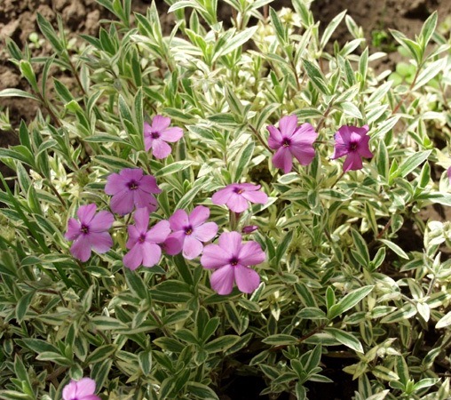 Флокс прелестный ‘Variegata’
