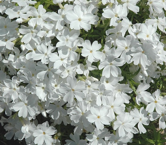 Флокс шиловидный ‘White Delight’