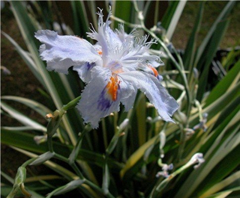 Ирис японский ‘Variegata’
