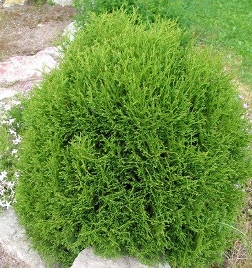 Туя западная ‘Dumosa’