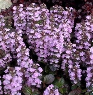 Горлянка повзуча ‘Pink Surprise’