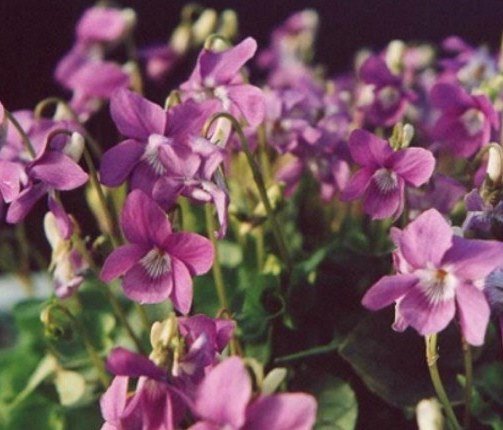Фиалка скальная ‘Rosea’
